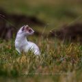 Hermelin (Mustela erminea)