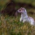 Hermelin (Mustela erminea)