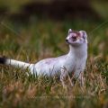 Hermelin (Mustela erminea)