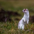 Hermelin (Mustela erminea)