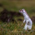 Hermelin (Mustela erminea)