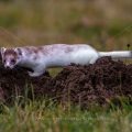 Hermelin (Mustela erminea)