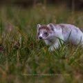 Hermelin (Mustela erminea)