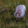 Hermelin (Mustela erminea)