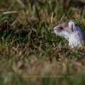 Hermelin (Mustela erminea) schaut ob die Luft rein ist