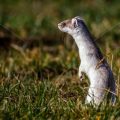 Hermelin (Mustela erminea)