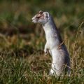 Hermelin (Mustela erminea)