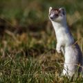 Hermelin (Mustela erminea)