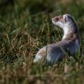 Hermelin (Mustela erminea)