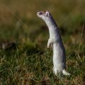 Hermelin (Mustela erminea)