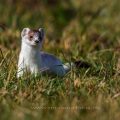 Hermelin (Mustela erminea)