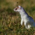 Hermelin (Mustela erminea)