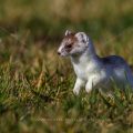 Hermelin (Mustela erminea)