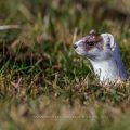 Hermelin (Mustela erminea) schaut ob die Luft rein ist