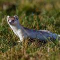 Hermelin (Mustela erminea)