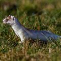 Hermelin (Mustela erminea)