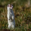 Hermelin (Mustela erminea)