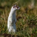 Hermelin (Mustela erminea)