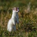 Hermelin (Mustela erminea)