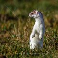 Hermelin (Mustela erminea)
