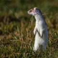 Hermelin (Mustela erminea)