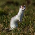 Hermelin (Mustela erminea)