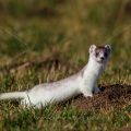 Hermelin (Mustela erminea)