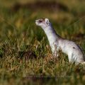 Hermelin (Mustela erminea)