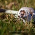 Hermelin (Mustela erminea)