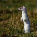 Hermelin (Mustela erminea)