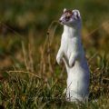 Hermelin (Mustela erminea)