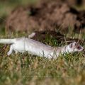 Hermelin (Mustela erminea) in Bewegung