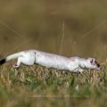 Hermelin (Mustela erminea) in Bewegung