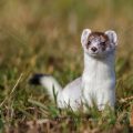 Hermelin (Mustela erminea)