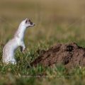 Hermelin (Mustela erminea)