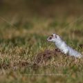 Hermelin (Mustela erminea)