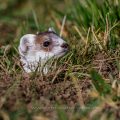 Hermelin (Mustela erminea) schaut ob die Luft rein ist