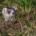 Hermelin (Mustela erminea) schaut ob die Luft rein ist