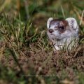 Hermelin (Mustela erminea) schaut ob die Luft rein ist
