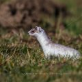 Hermelin (Mustela erminea)