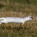 Hermelin (Mustela erminea) in Bewegung