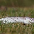 Hermelin (Mustela erminea) in Bewegung