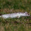 Hermelin (Mustela erminea) in Bewegung