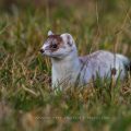Hermelin (Mustela erminea)