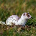 Hermelin (Mustela erminea)