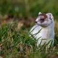 Hermelin (Mustela erminea)