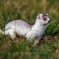 Hermelin (Mustela erminea)