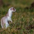 Hermelin (Mustela erminea)