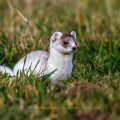 Hermelin (Mustela erminea)