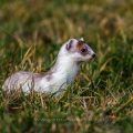 Hermelin (Mustela erminea)